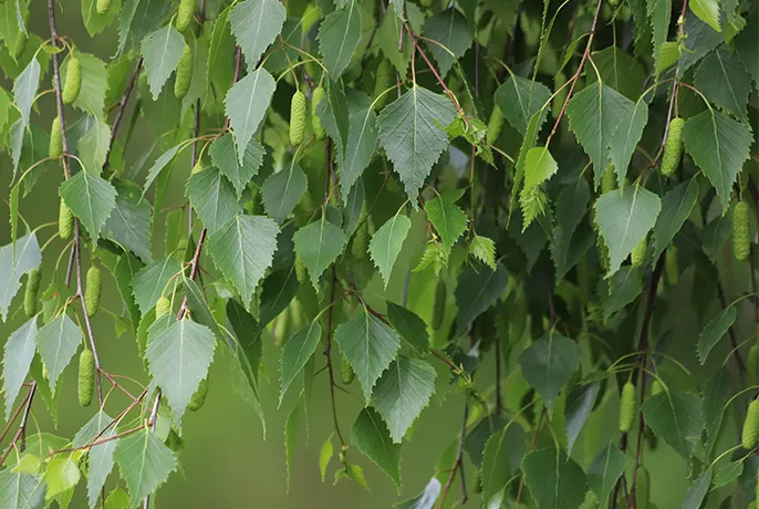 Matcha-Detox-Ingredients-White-Birch.webp