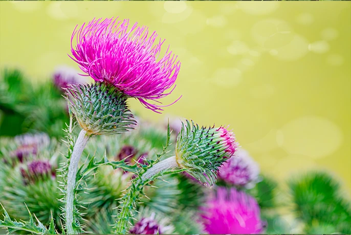 white-thistle.webp