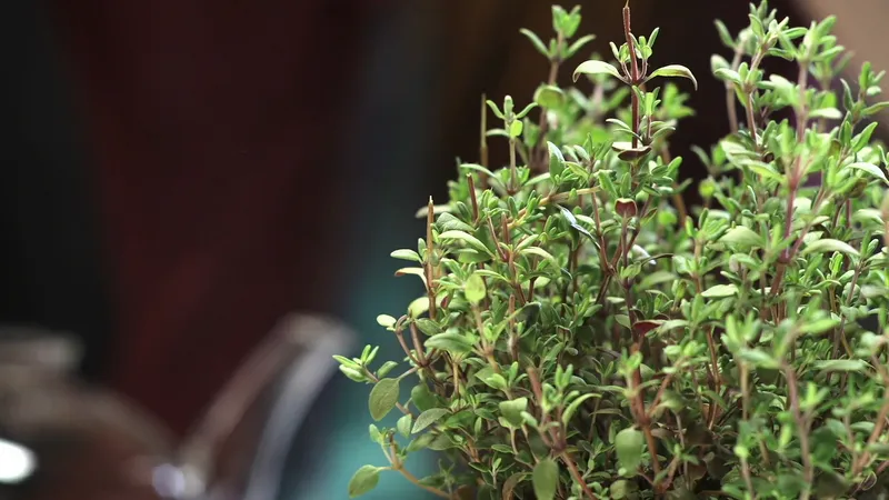 Overview-thyme (2)