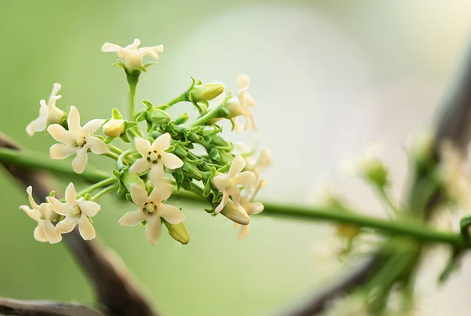 Gymnena-Sylvestre-leaf.webp