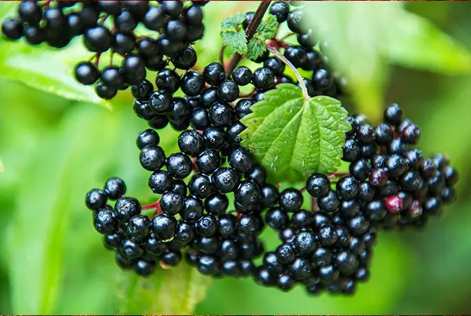 Elderberry