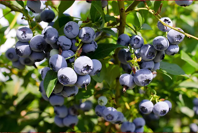 Wild Bilberry