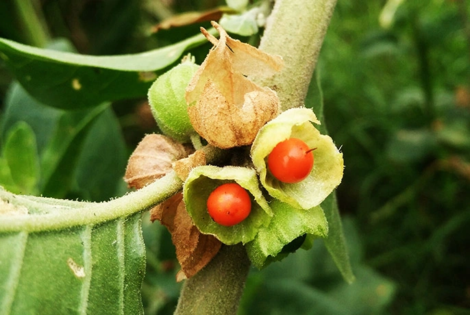 ashwagandha.webp