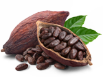 matcha icon