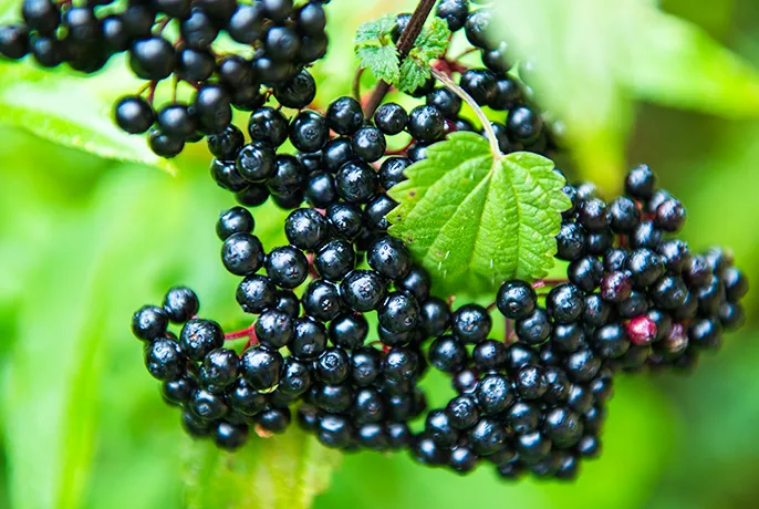 wowtea-web-berry-wellness-pp-ingridients-elderberry