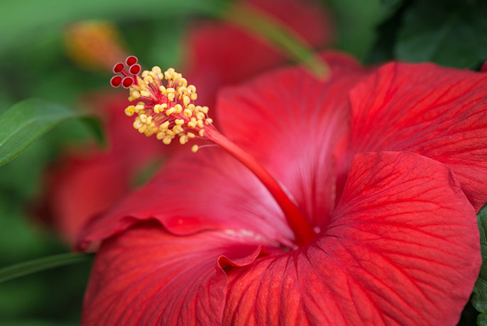 RedHibiscus.jpg