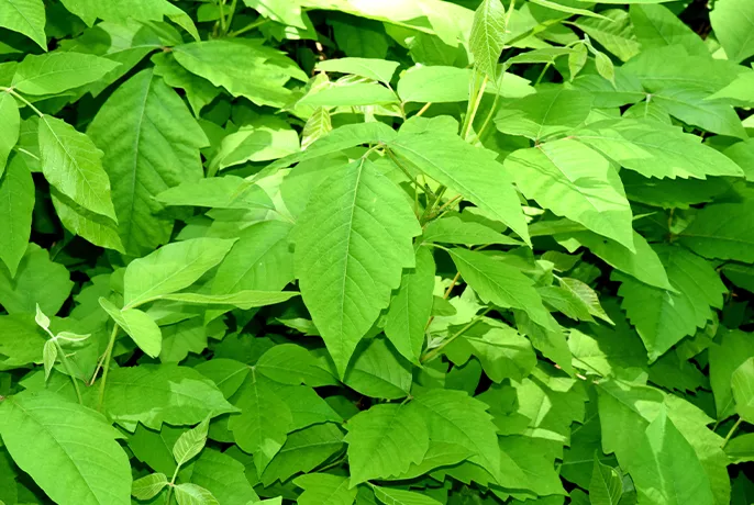 WOWTEA-WEB-PP-Infusion-drops-2025-root of sumac-02