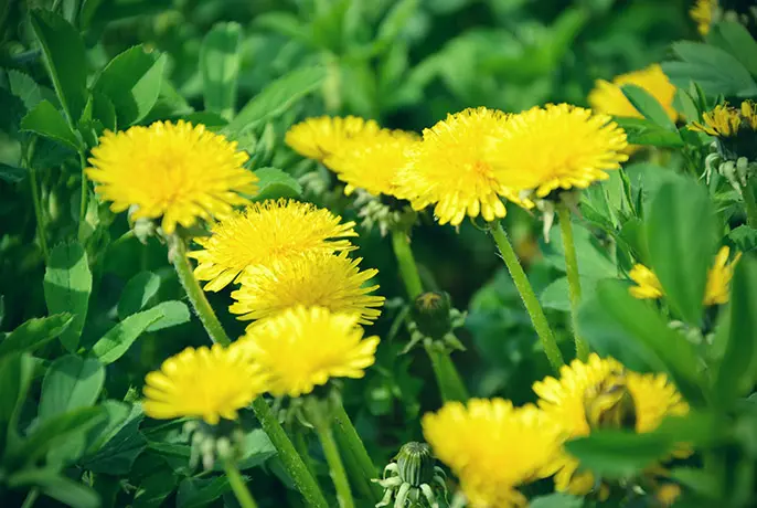 dandelion-root.webp