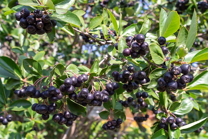 aronia.webp