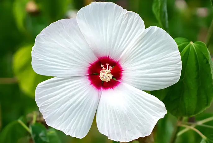 WOWTEA-WEB-Beauty-Line-Cream-Ingredients-White-hibiscus