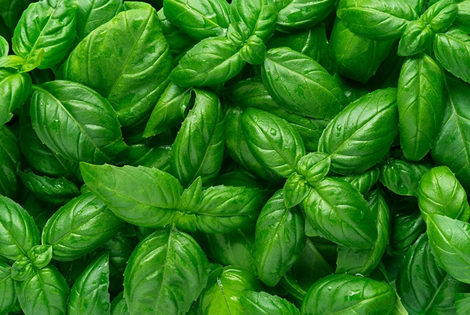 Basil.webp