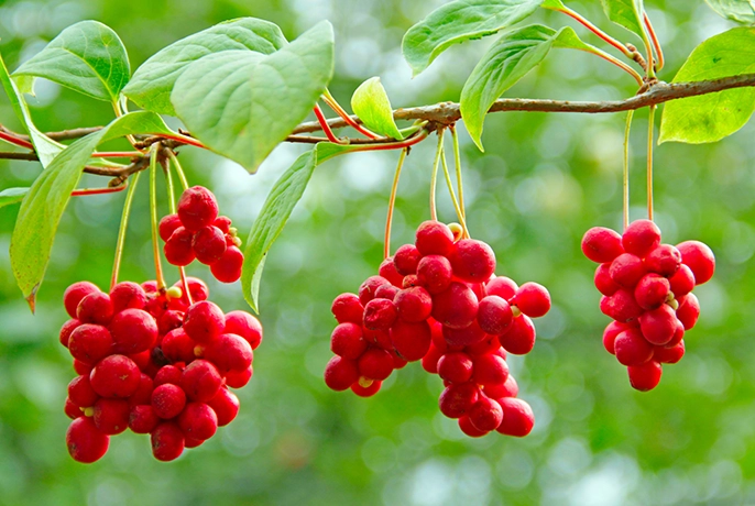 Schisandra.webp