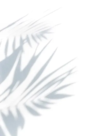 palm shadow
