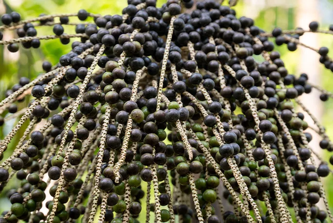 Acai-Berry-fruit.webp