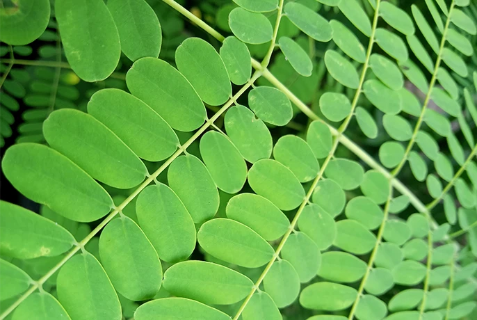 Moringa.webp