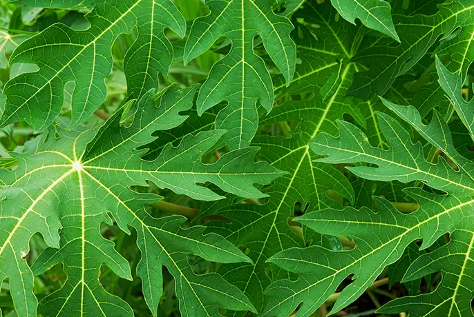 Papaya-leaf.webp