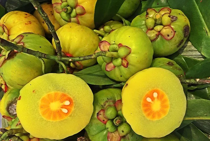 Garcinia.webp
