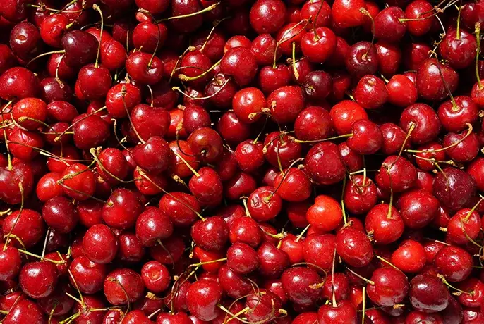 Cocoa Wellness Infusion Drops | WOW Tea Latvia š±š» wowtea-web-id-cocoa-wellness-ingredients-tartcherry.webp