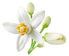 Ingredients Orange flower