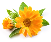 Ingredients marigold
