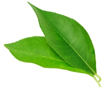 Ingredients yERBA Mate