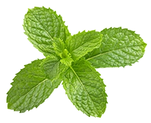 Ingredients Mint