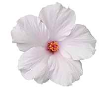Ingredients White hibiscus