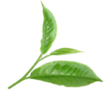 Ingredients green tea
