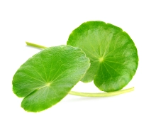 Ingredients Gotu kola