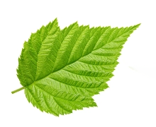 Ingredients Raspberry leaf