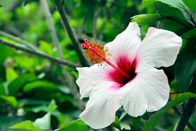 WhiteHibiscus