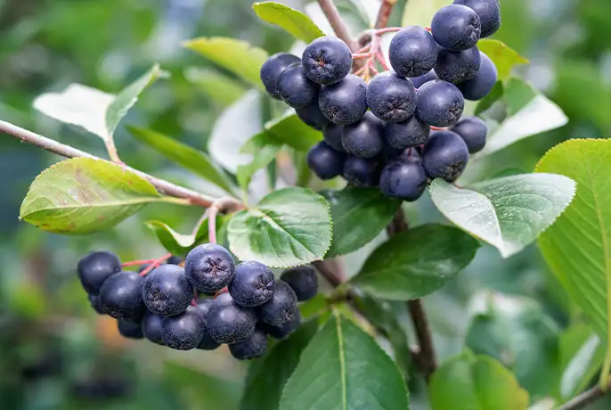 aronia