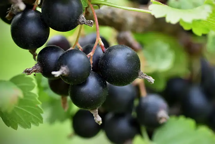 blackcurrant