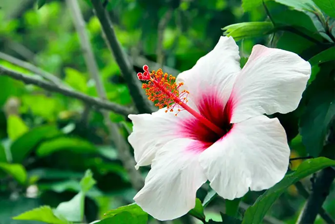 white hibiscus