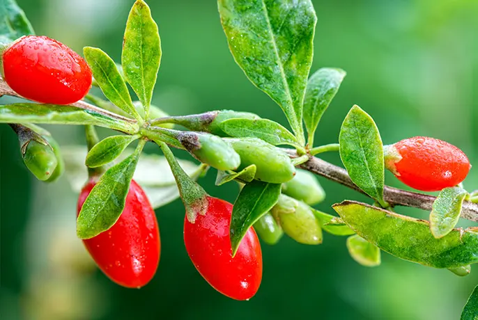 Goji berry