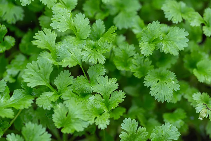 Matcha-Detox-Ingredients-Coriander