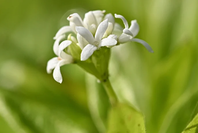 Matcha-Detox-Ingredients-Galium