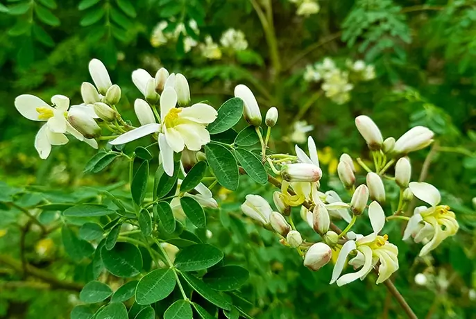 moringa.webp