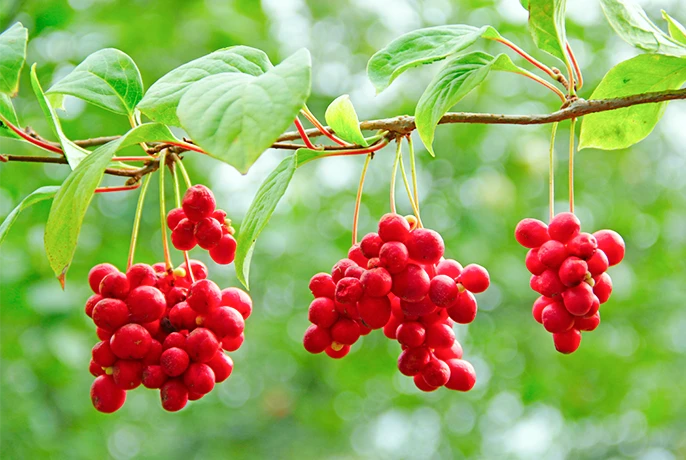 wowtea-web-berry-wellness-pp-ingridients-schisandra.webp