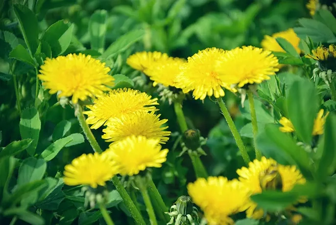 dandelion.webp