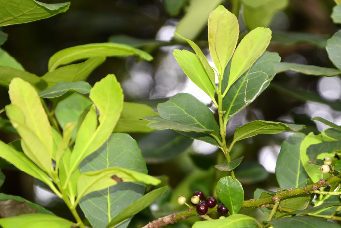 yerba-mate-2.jpg