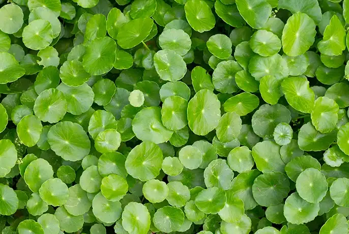 Cocoa Wellness Infusiоn Drops | WOW TEA Slovakia 🇸🇰 wowtea-web-id-cocoa-wellness-ingredients-gotucola.webp