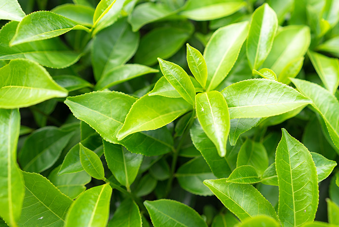 Green-Tea-2.jpg