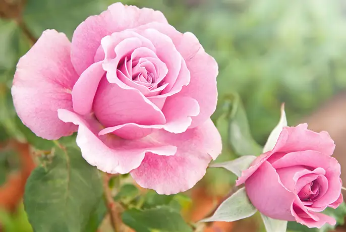 WOWTEA-WEB-Beauty-Tea-PP-Ingredients-Rose-Flower.webp