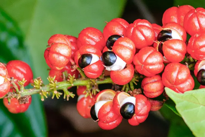 Guarana