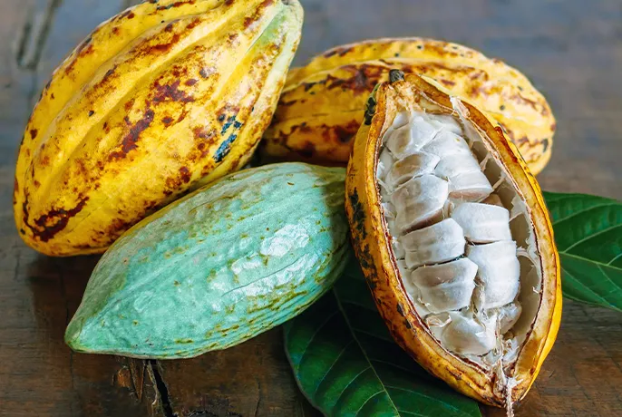 cacao fruit