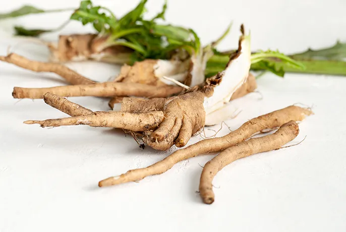 chicory root