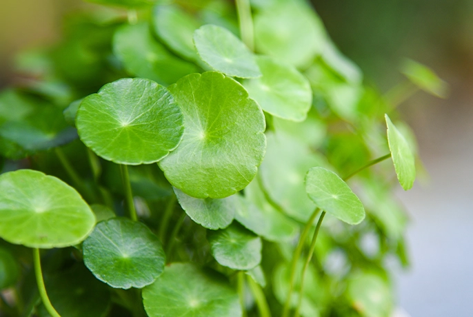 Gotu Kola