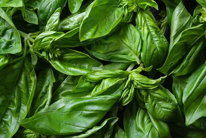 wowtea-web-id-cocoa-wellness-ingredients-basil