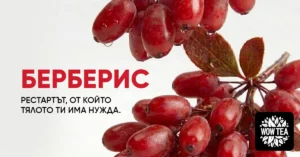 Берберис с яркочервени плодове – природен източник на берберин с ползи за метаболизма и баланса на кръвната захар.